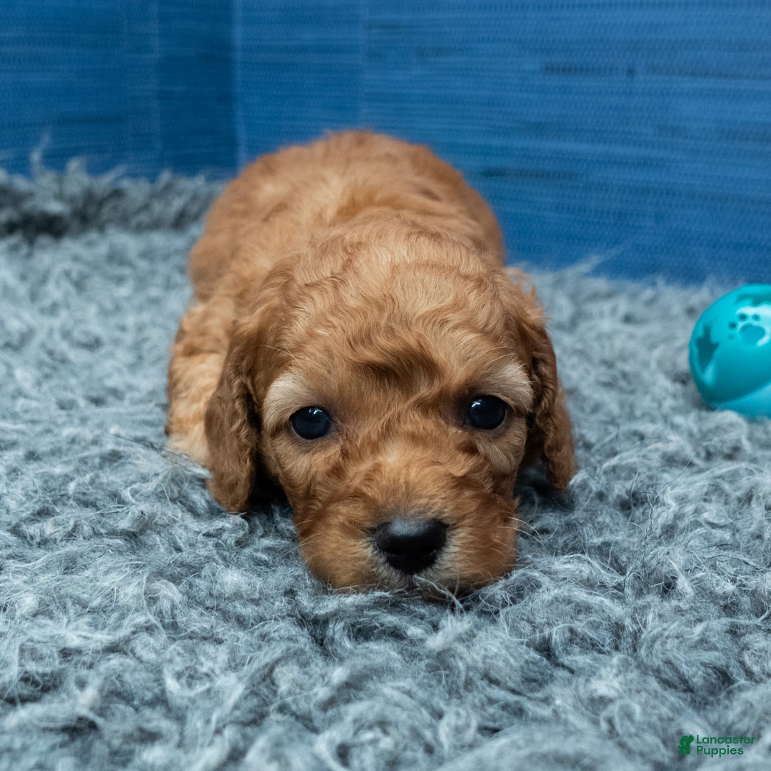 Cavapoo dogs for sale: Izaiah - Image 13