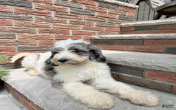 Goldendoodle dogs for sale: Blaze - Image 1