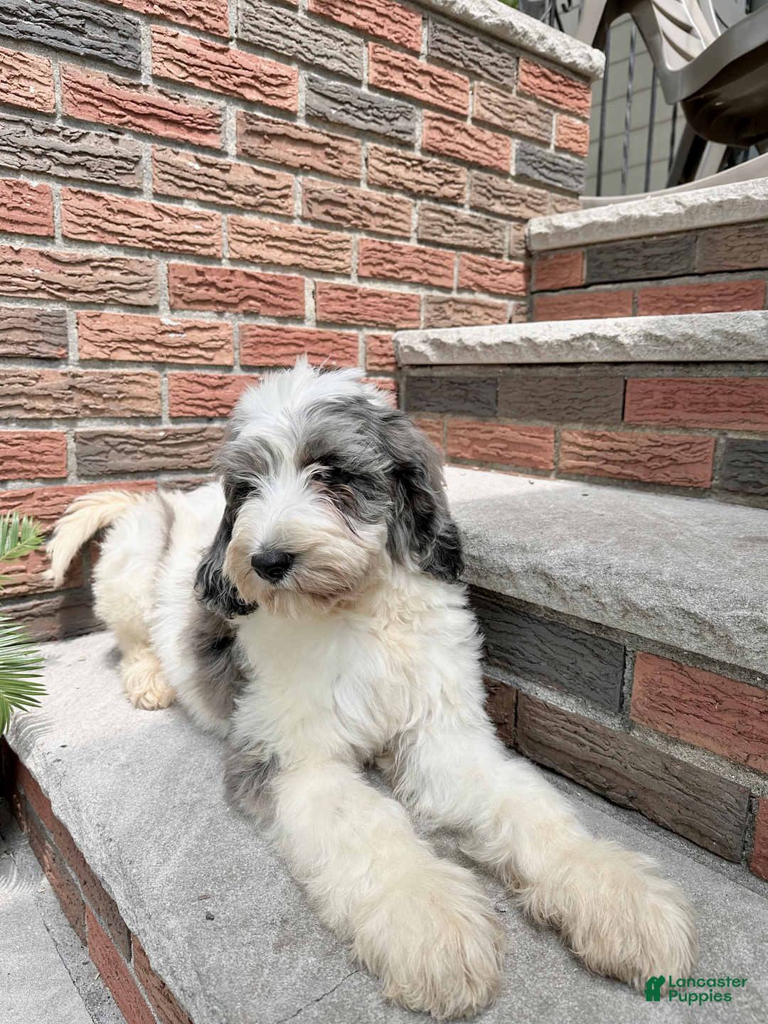 Goldendoodle dogs for sale: Blaze - Image 1