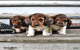 Miniature Dachshund dogs for sale: Carter - Image 4