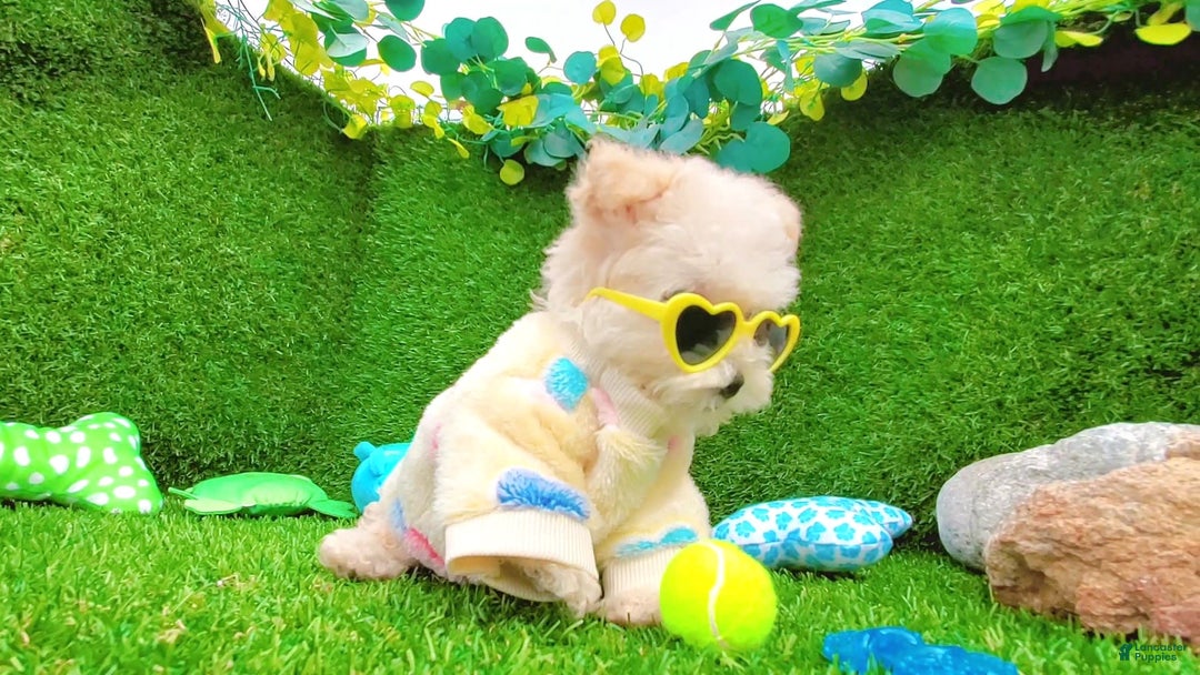 Maltipoo dogs for sale: Cookie - Image 3