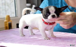 Chihuahua dogs for sale: Kelly - Image 5