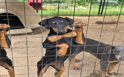 Doberman Pinscher dogs for sale: Jupiter - Image 3