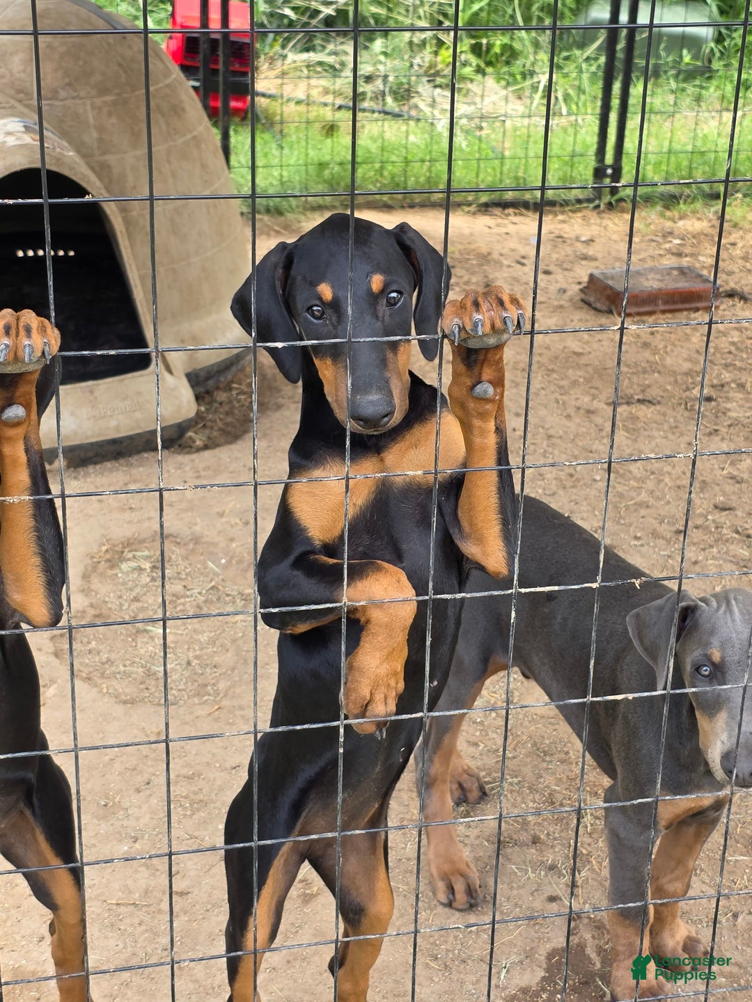 Doberman Pinscher dogs for sale: Jupiter - Image 3