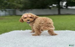 Mini Goldendoodle dogs for sale: Amara - Image 7