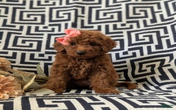 Mini Goldendoodle dogs for sale: Juliet Genetic Testing - Image 6