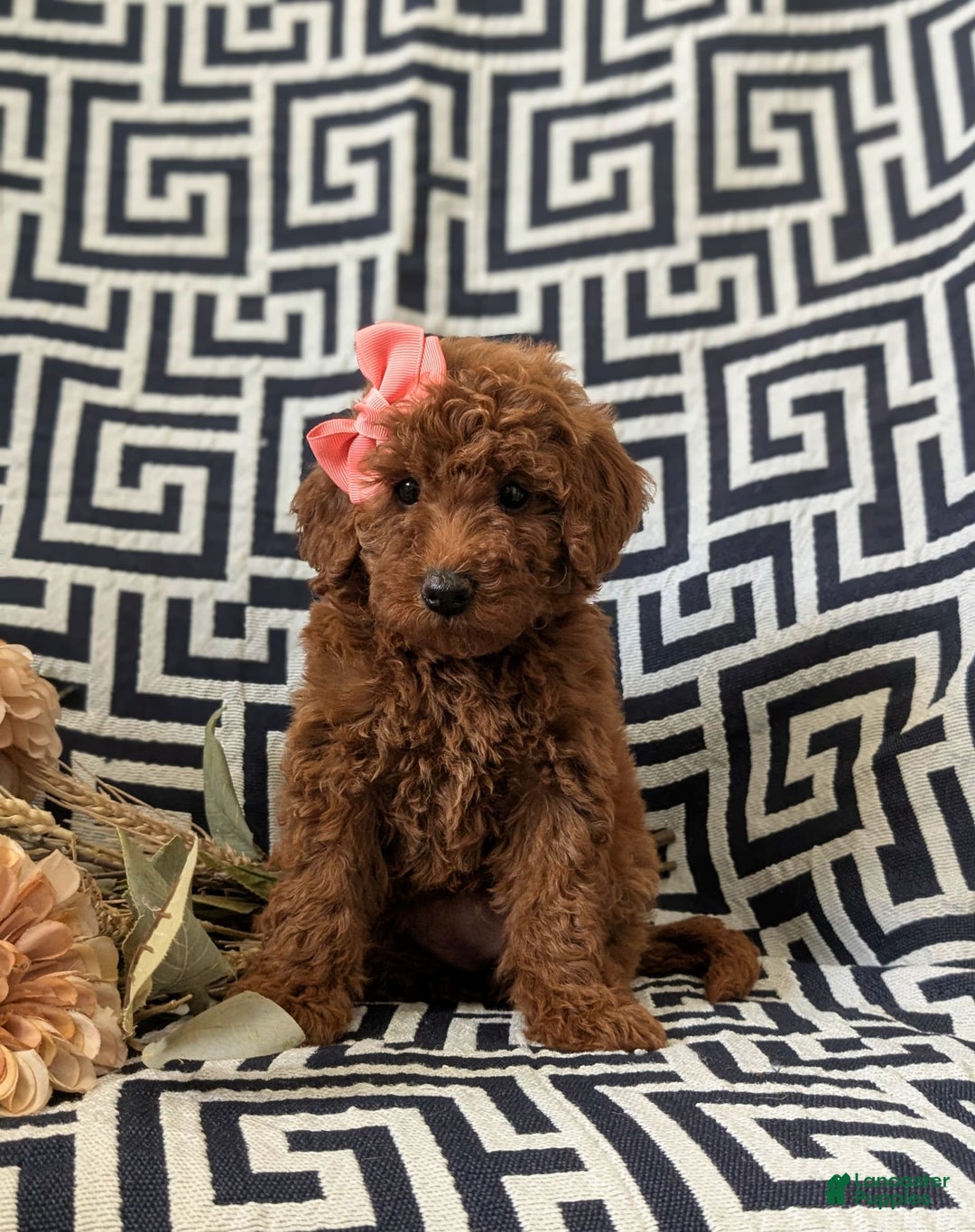Mini Goldendoodle dogs for sale: Juliet Genetic Testing - Image 6