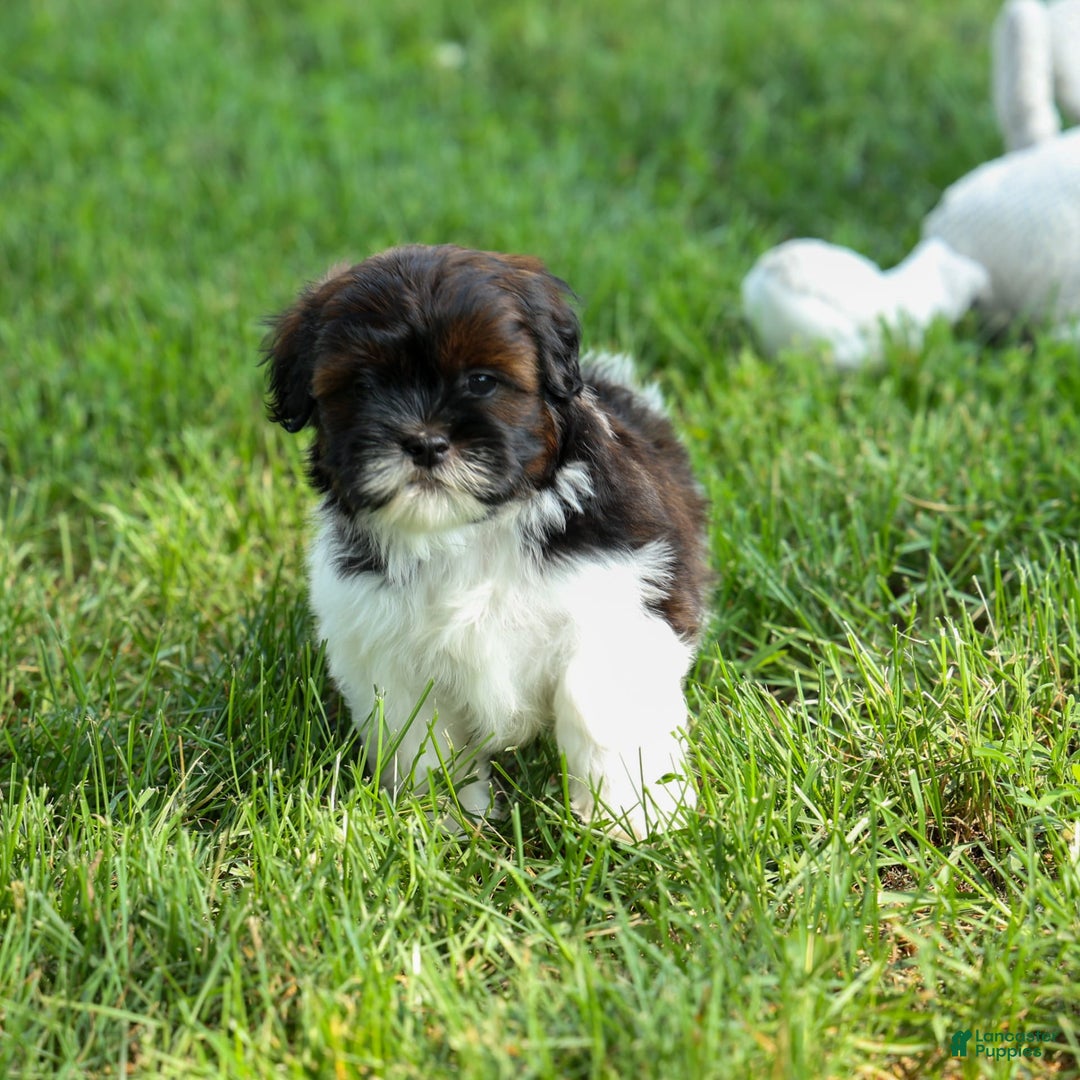 Shihpoo dogs for sale: King - Image 24