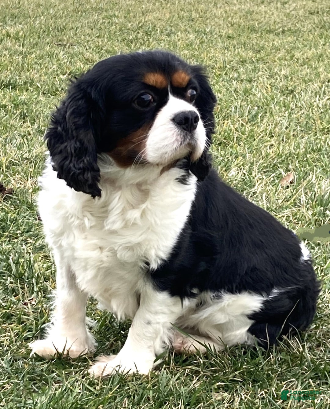 Cavalier King Charles Spaniel dogs for sale: Abby - Image 30