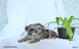 Mini Goldendoodle dogs for sale: Khloe - Image 8
