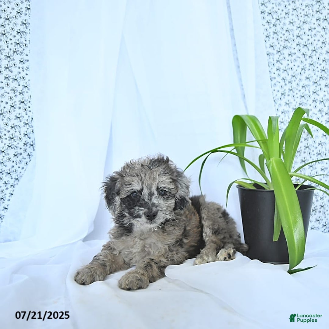 Mini Goldendoodle dogs for sale: Khloe - Image 8