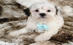 Teddy Bear dogs for sale: Terry - Image 3
