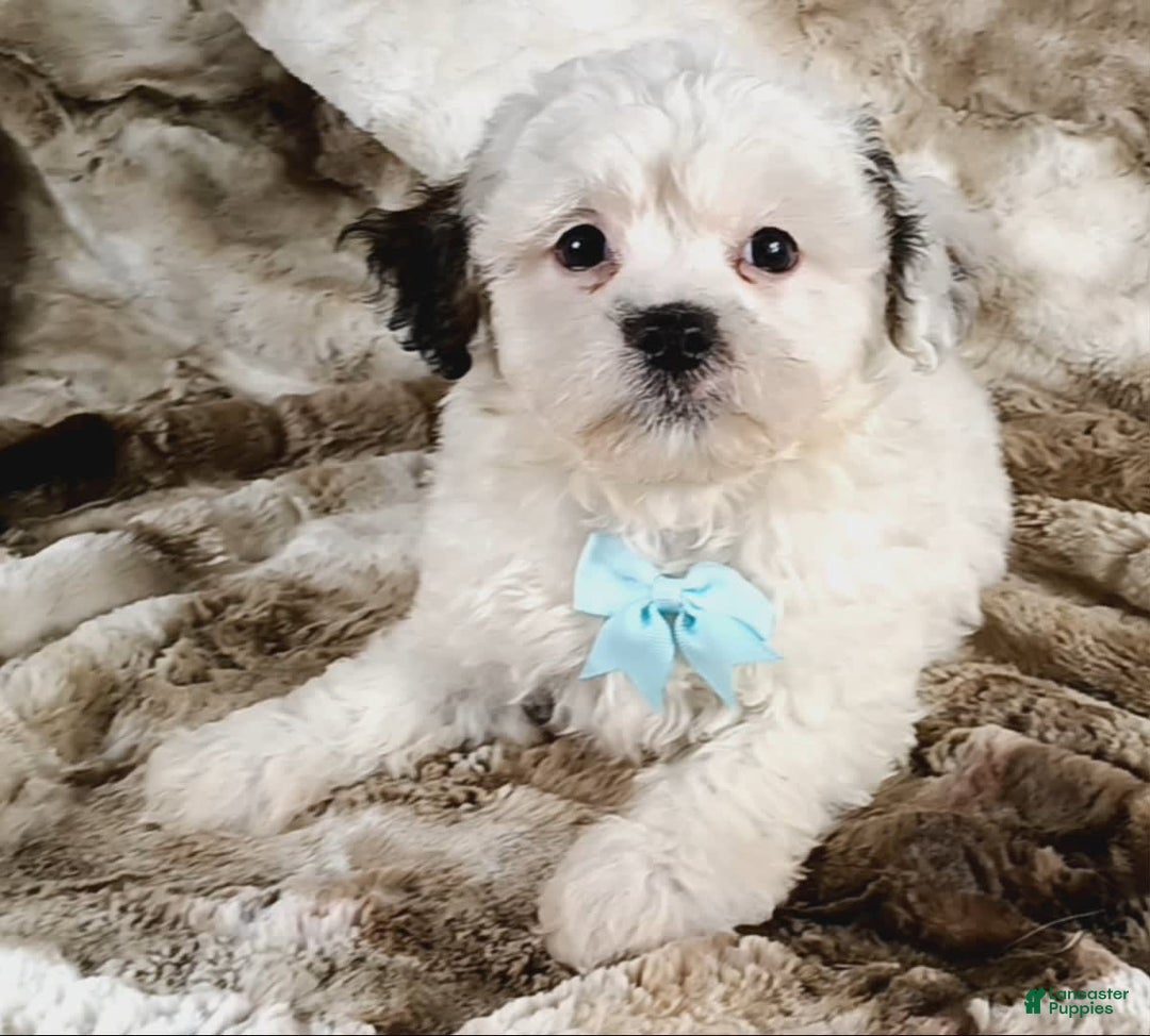 Teddy Bear dogs for sale: Terry - Image 3