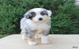 Miniature Australian Shepherd dogs for sale: Miniature Australian Shepherd 8 puppies - Image 23