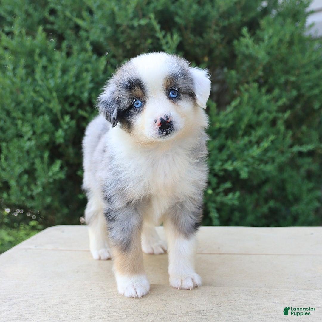 Miniature Australian Shepherd dogs for sale: Miniature Australian Shepherd 8 puppies - Image 23