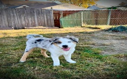 Miniature Australian Shepherd dogs for sale: Truffle - Image 2
