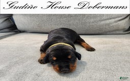 Doberman Pinscher dogs for sale: Green Collar Female - Image 12