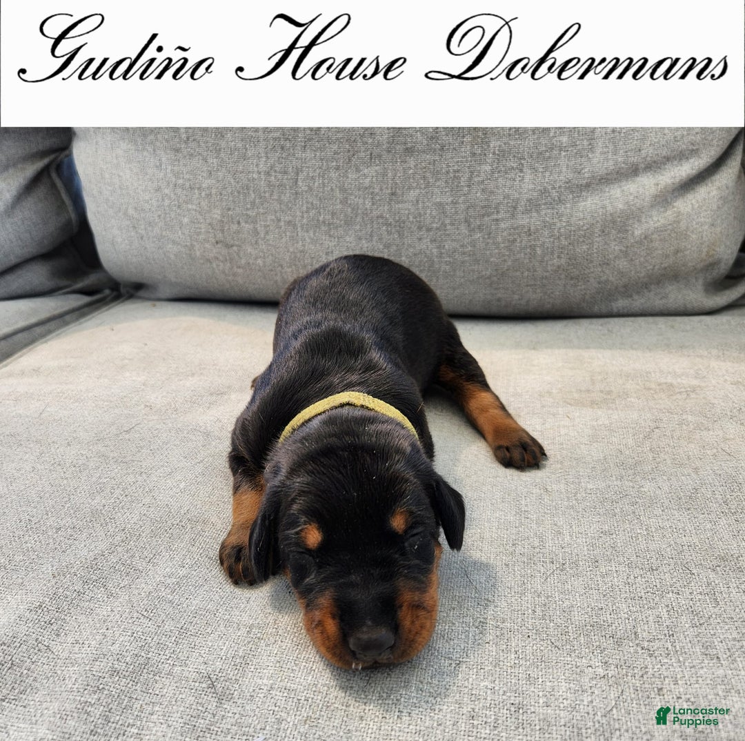 Doberman Pinscher dogs for sale: Green Collar Female - Image 12