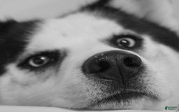 Siberian Husky dogs for sale: Steele - Image 5