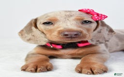 Miniature Dachshund dogs for sale: Stella - Image 5