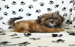Shih Tzu dogs for sale: Freddie - Image 5