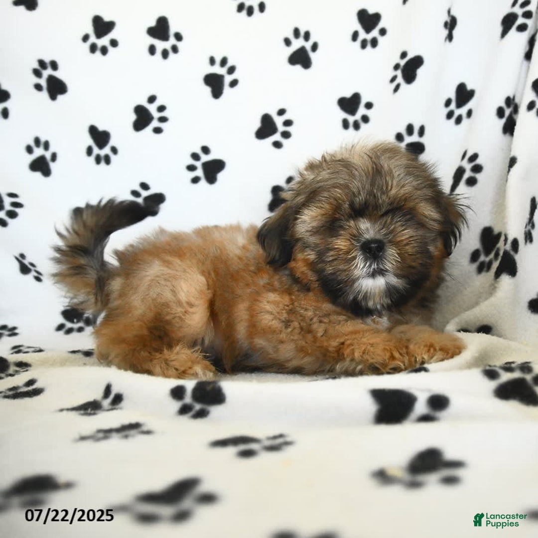 Shih Tzu dogs for sale: Freddie - Image 5