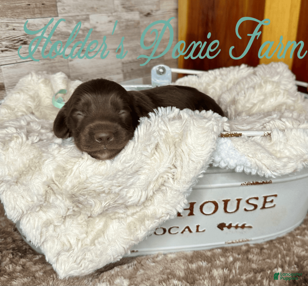 Miniature Dachshund dogs for sale: Barney - Image 8