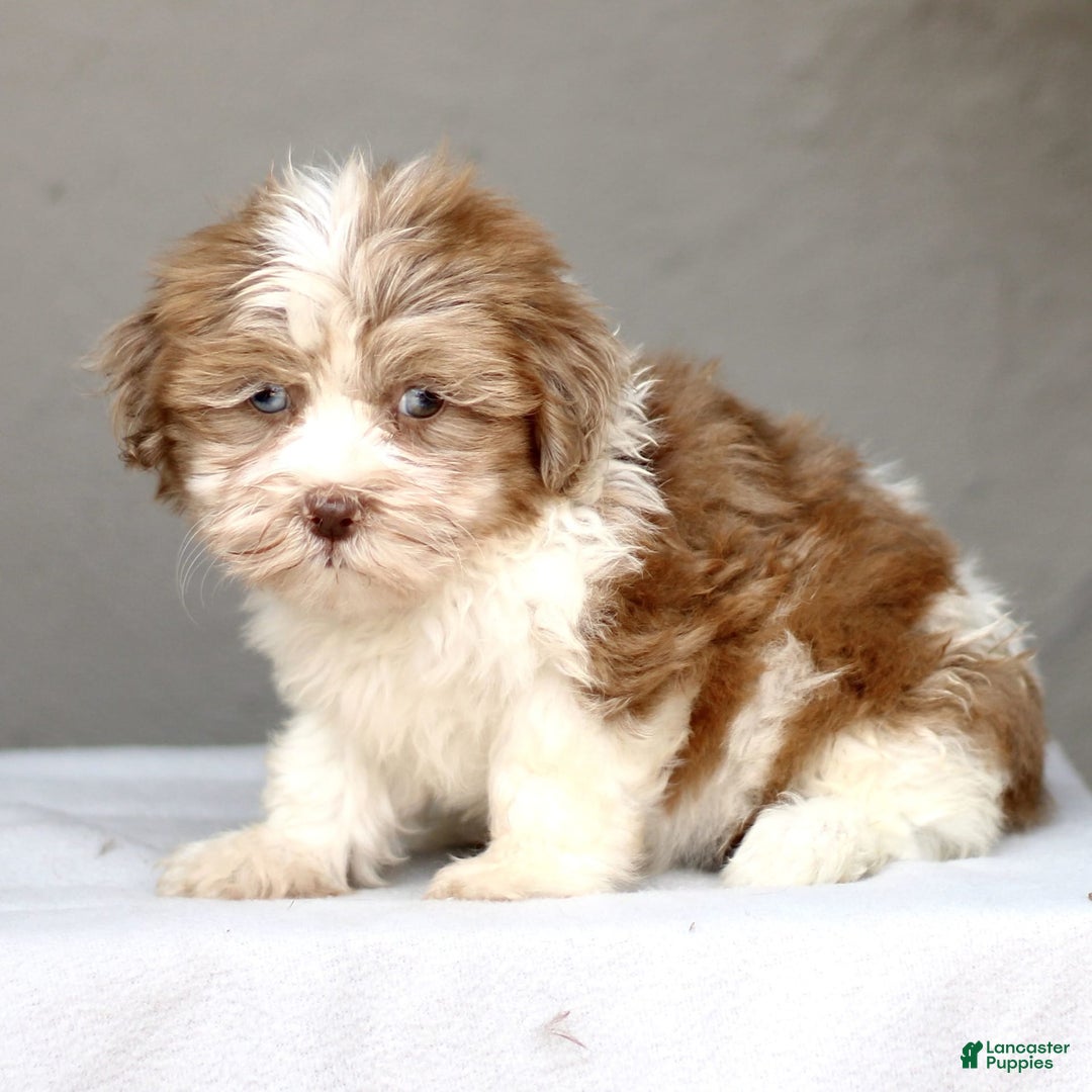 Shihpoo dogs for sale: Debbie - Image 1