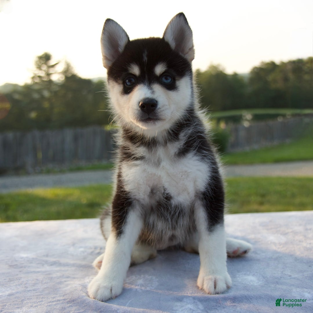 Pomsky dogs for sale: Tessa - Image 1