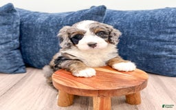 Mini Bernedoodle dogs for sale: Ollie - Image 7