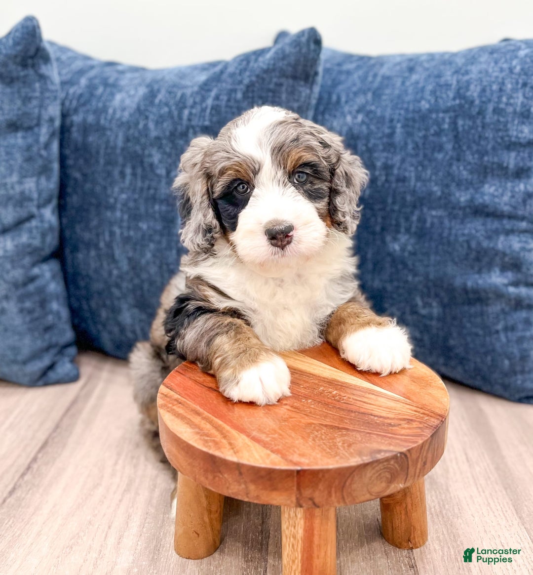 Mini Bernedoodle dogs for sale: Ollie - Image 7