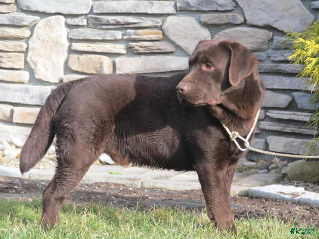 Labrador Retriever dogs for sale: Sophia - Image 7