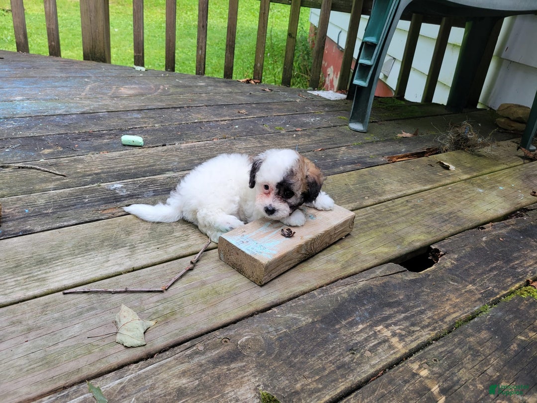 Bichpoo dogs for sale: Wanda - Image 7
