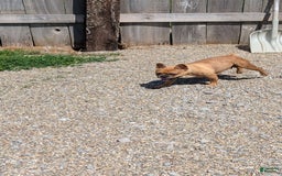 French Bulldog dogs for sale: Tessa - Image 14