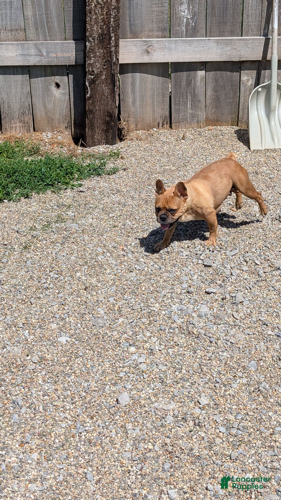 French Bulldog dogs for sale: Tessa - Image 14