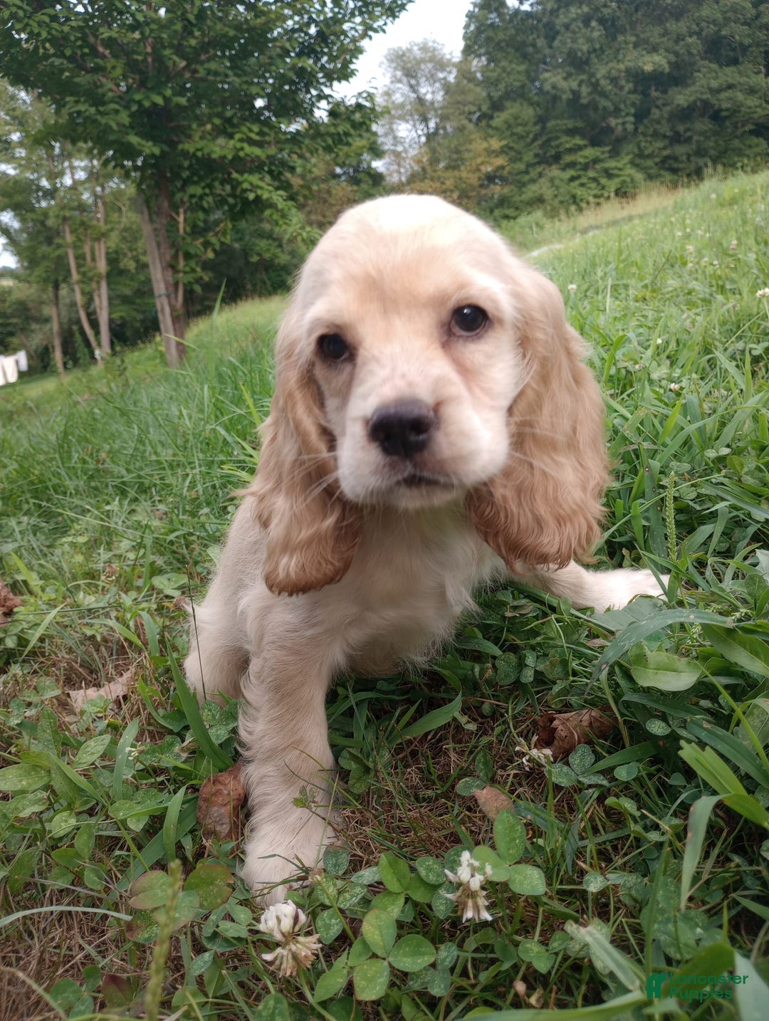 Cocker Spaniel dogs for sale: Marshmallow - Image 16