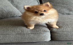 Pomeranian dogs for sale: Jill - Image 2
