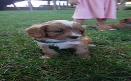 Cavapoo dogs for sale: Taffy - Image 5
