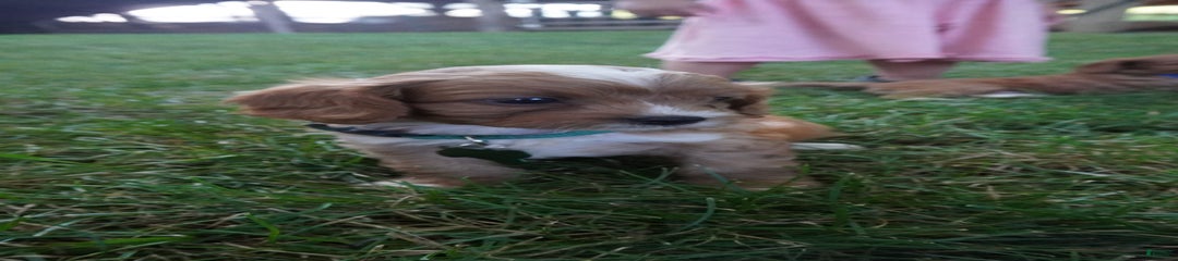 Taffy