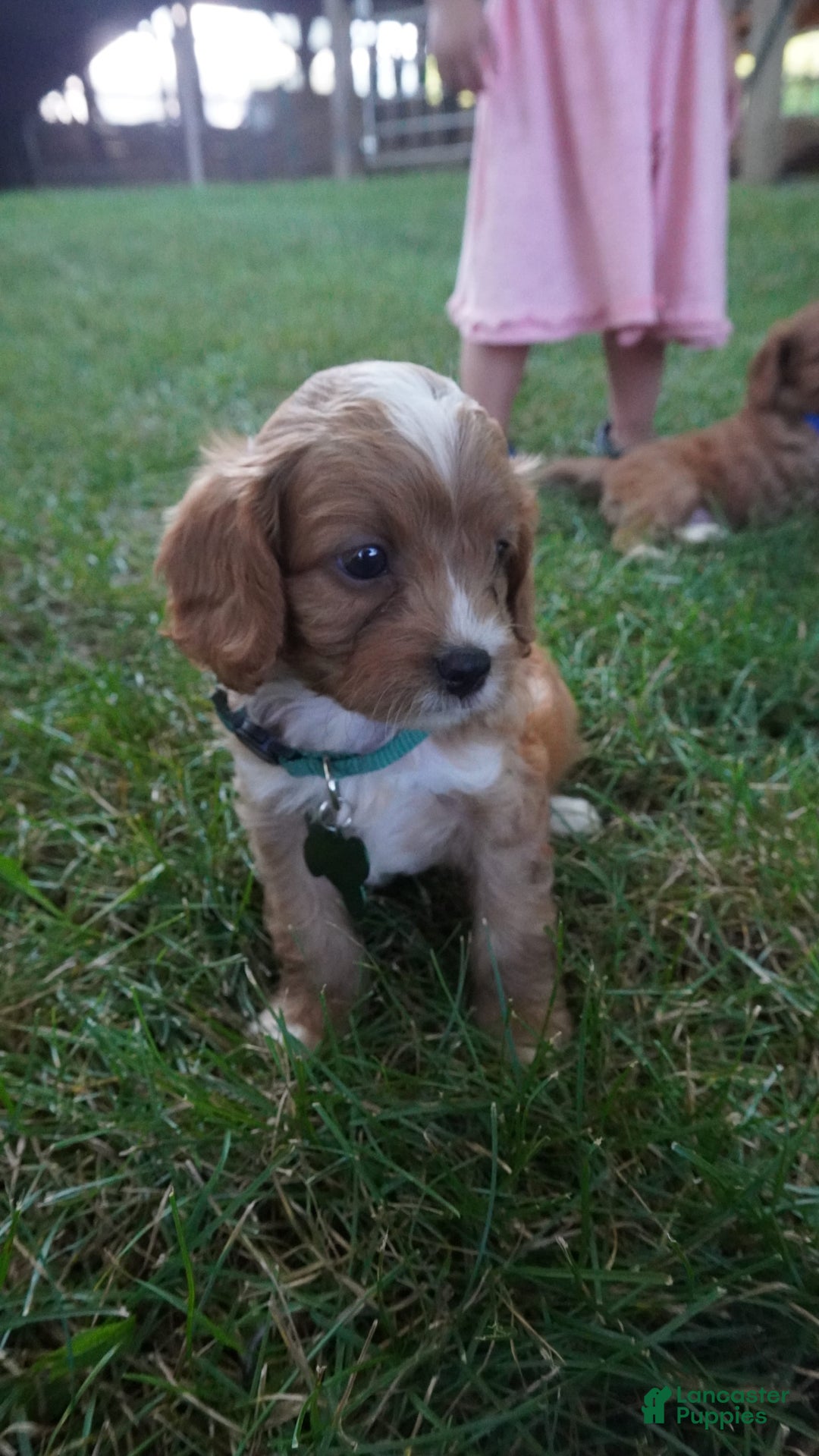 Cavapoo dogs for sale: Taffy - Image 5