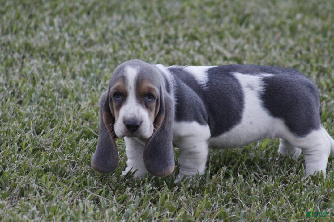 Basset Hound dogs for sale: Ann - Listing for pets: Ann, DEB, Flo, IDA, Jed, Ned, Ted - Image 3