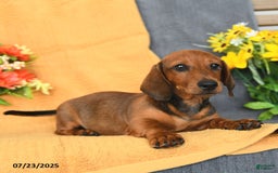 Miniature Dachshund dogs for sale: Patrick - Image 12