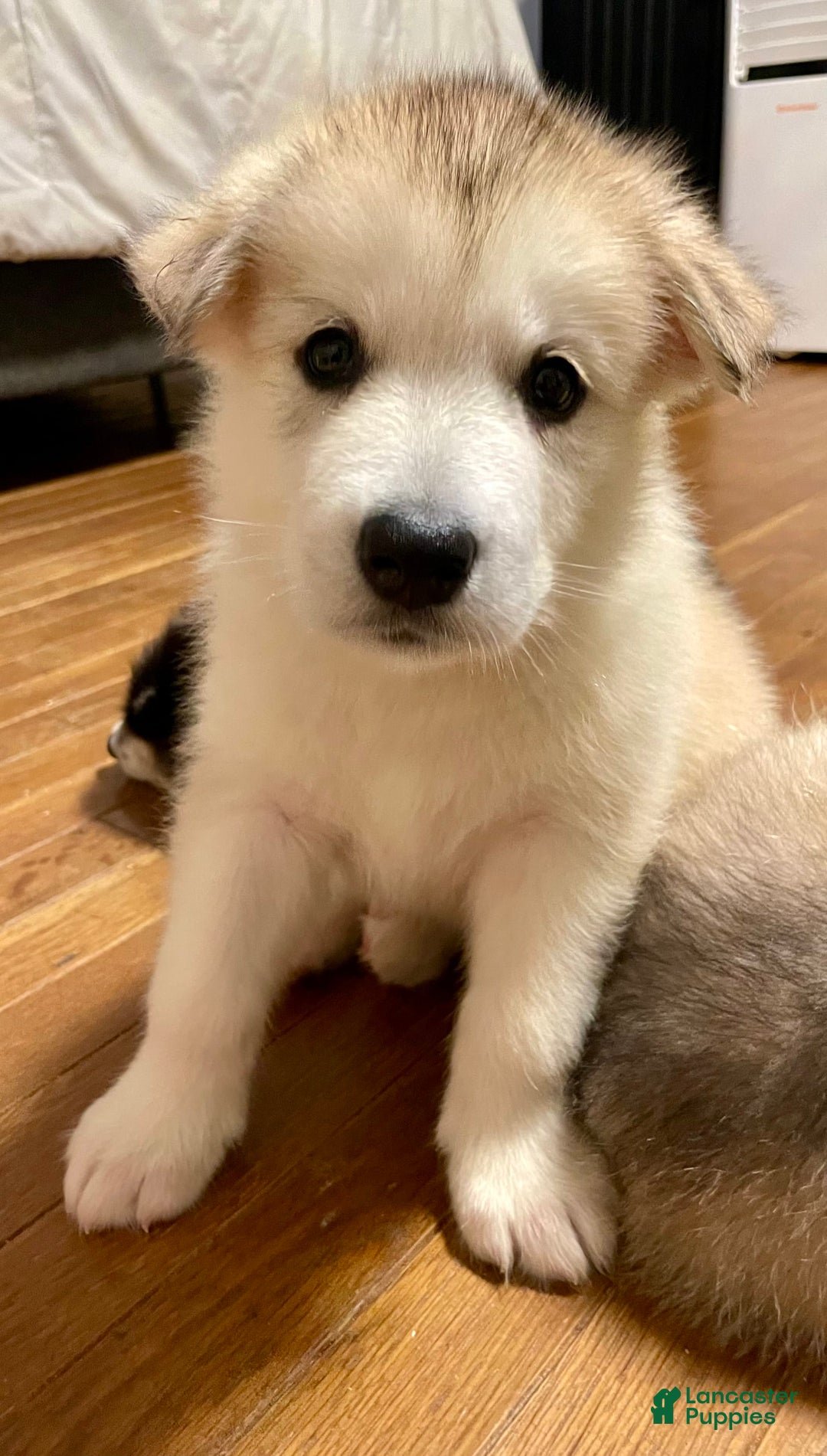Alaskan Malamute dogs for sale: Acadia - Image 7