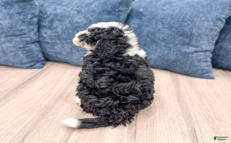Mini Bernedoodle dogs for sale - Ad 4