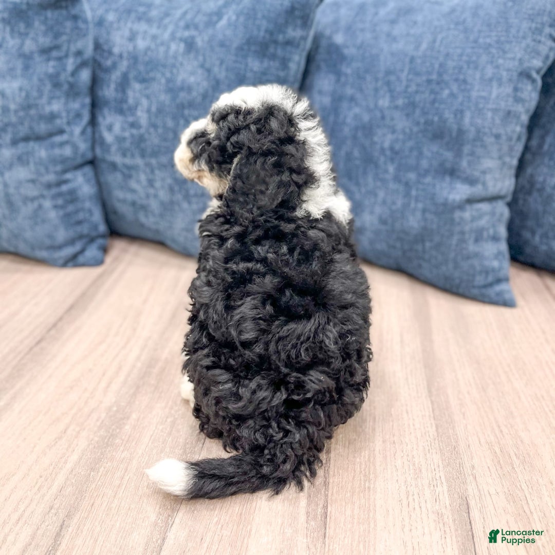 Mini Bernedoodle dogs for sale: Carter - Image 1