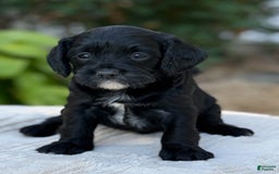 Cavapoo dogs for sale: Lucy - Image 12