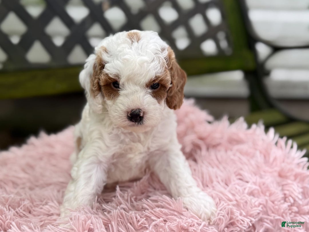 Cavapoo dogs for sale: Bianca - Image 7