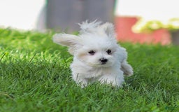 Maltese dogs for sale: Ash - Image 10