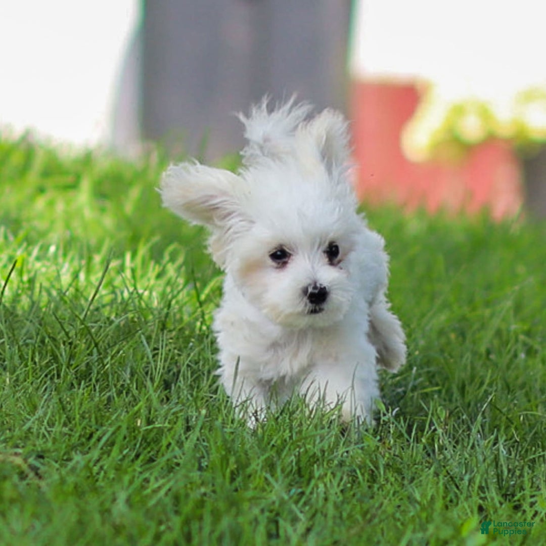Maltese dogs for sale: Ash - Image 10