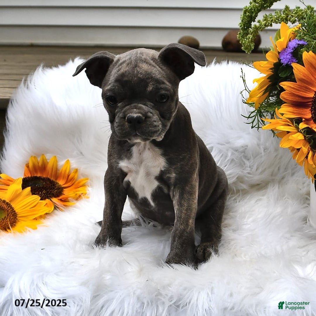 Frenchton dogs for sale: Twinkleberry - Image 12